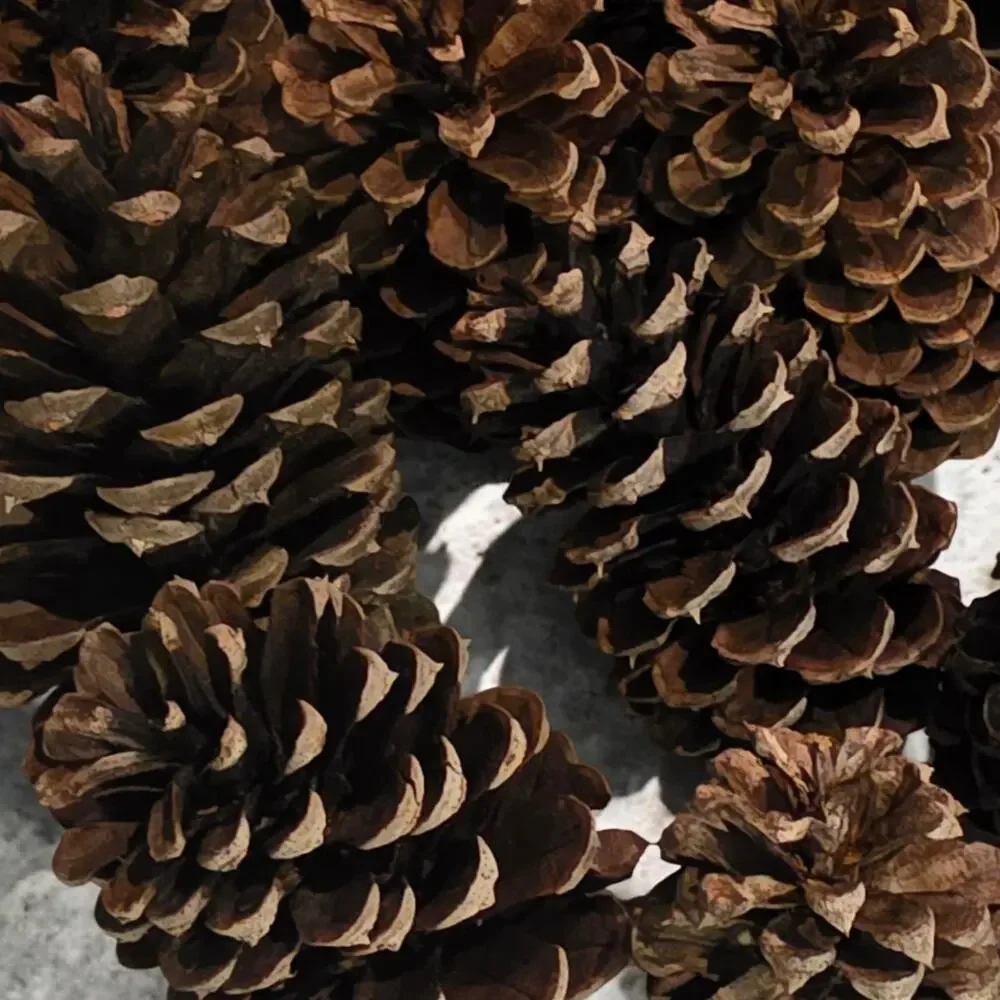 20 Longleaf Pinecone for Crafting Home Decor 2